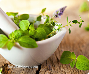 Bacopa