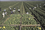 Soil nutrition